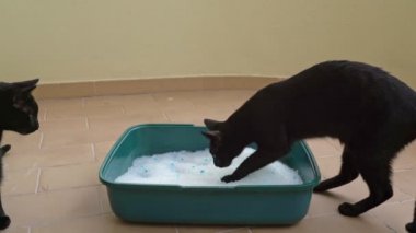 Kara kedi nem ve kokuyu emmek için kum silisinden yapılmış tuvaleti kullanır. Hayvan Bakımı.