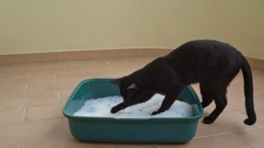 Kara kedi nem ve kokuyu emmek için kum silisinden yapılmış tuvaleti kullanır. Hayvan Bakımı.