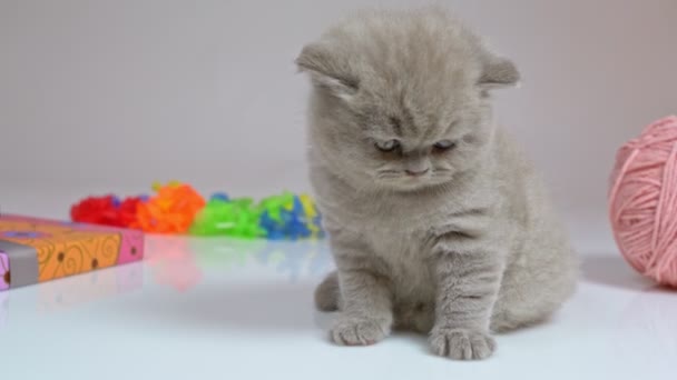 Un petit chaton britannique à oreilles nues assis entre un seau et une boîte est lavé . — Video