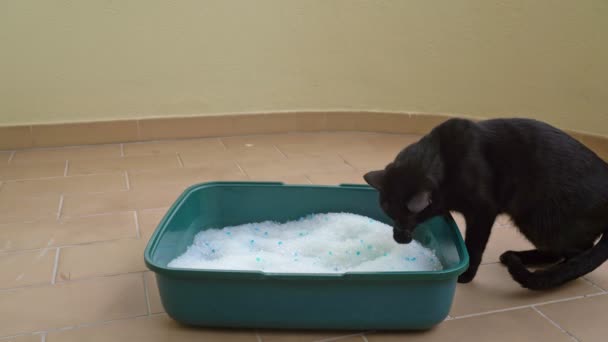 Die schwarze Katze nutzt die Toilette aus Quarzsand, um Feuchtigkeit und Geruch aufzunehmen. Haustierpflege. — Stockvideo
