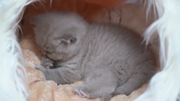 Un chaton britannique à oreilles nues couché sur une couverture, se préparant au lit. Gros plan . — Video