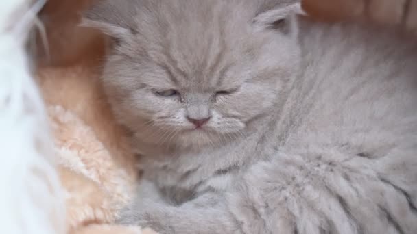 Un gatito británico orejudo acostado en una manta, preparándose para la cama. Primer plano . — Vídeos de Stock