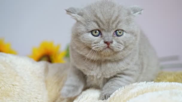 Un chaton britannique à oreilles nues couché sur une couverture, se préparant au lit. Gros plan . — Video