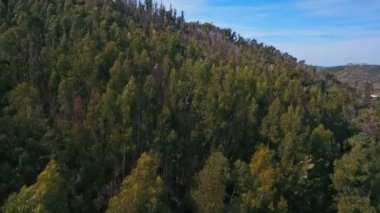 Yanmış dağlar ve Monchique Doğal Parkı ormanları. İHA 'nın gökyüzünden görünüşü.