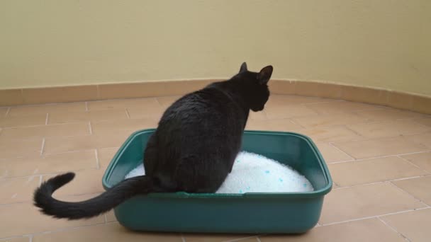 El gato negro utiliza el inodoro, hecho de sílice de arena granular, para absorber la humedad y el olor. Cuidado de mascotas . — Vídeos de Stock