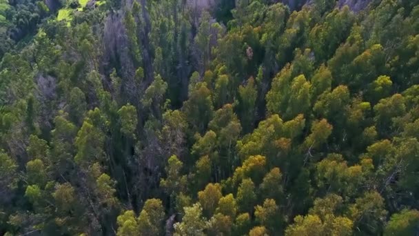 Brända berg och skogar i Monchique naturpark. En vy från himlen av en drönare. — Stockvideo