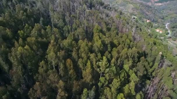 Monchique Natural Park 의 산 과 숲을 불태웠습니다. 드론의 하늘에서 바라본 풍경. — 비디오