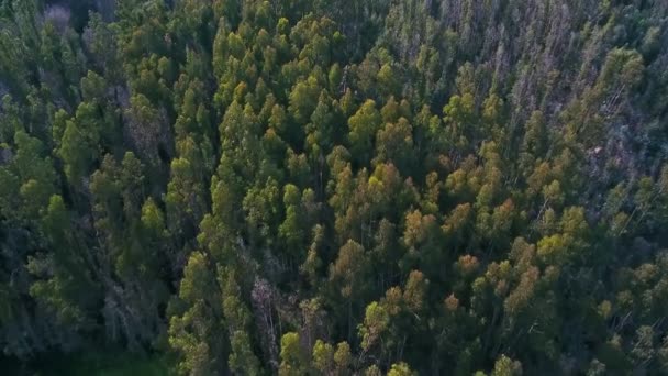 Montanhas queimadas e florestas do Parque Natural de Monchique. Uma vista do céu de um drone . — Vídeo de Stock