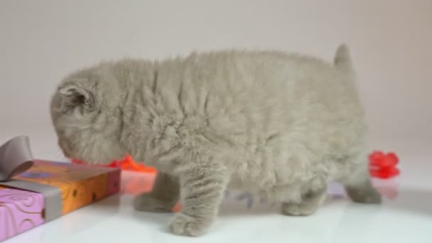 양동 이와 상자 사이에 앉아 있는 귀가 부드러운 영국 새끼 고양이를 씻는다. — 비디오