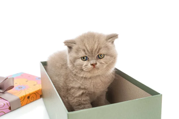 Lop-eared Brittisk liten kattunge sitter i en presentförpackning ser fram emot en vit bakgrund. — Stockfoto