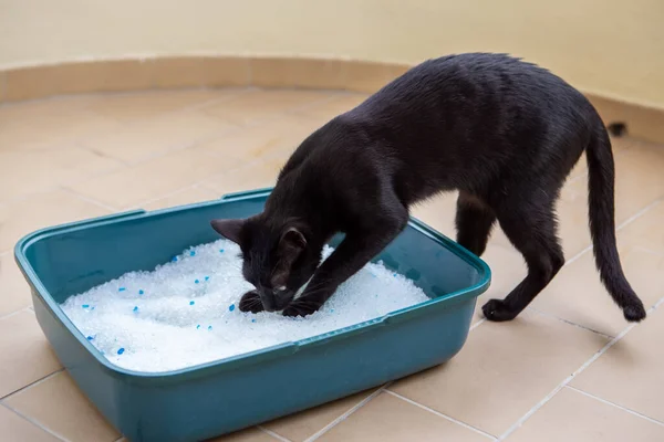 Un gato negro en el inodoro orina en una caja con un sorbente de silicona para animales . —  Fotos de Stock