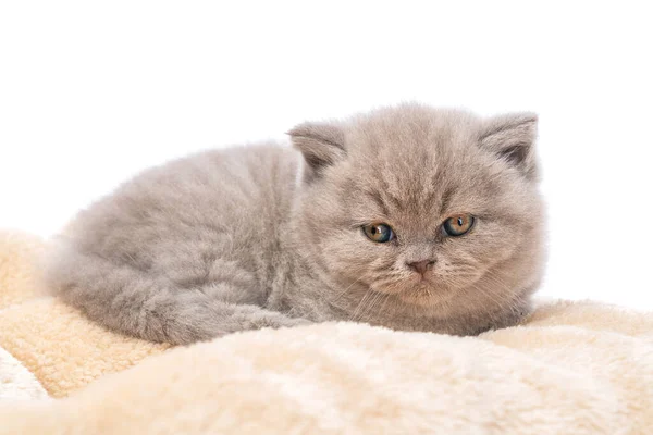 Ушастый британский котенок лежит на подушке и смотрит вперед на белом фоне. . — стоковое фото
