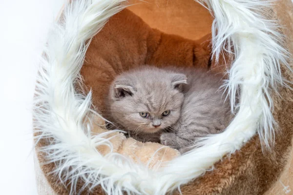 Cute kotek, lop-eared brytyjski czystej krwi, w domu z jedwabiu materiału, odpoczynku po igrzyskach. — Zdjęcie stockowe