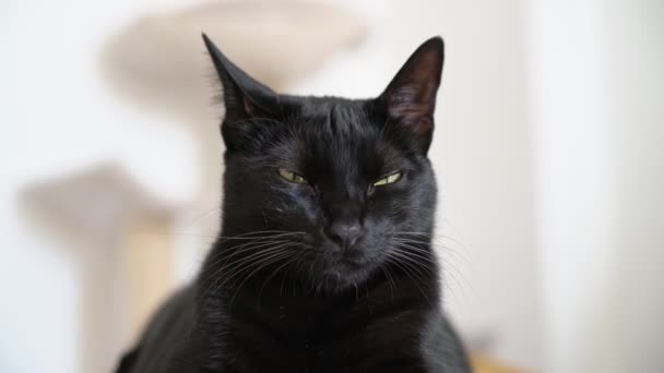 Egy sárga szemű, ülő helyzetben lévő fekete macska, aki elaludt, pihent, hirtelen óvakodni kezdett az idegen hangoktól. Közelkép. — Stock videók