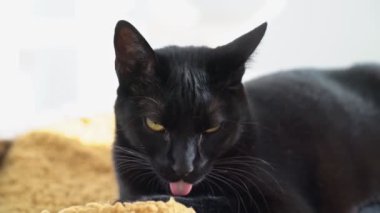 Sarı gözlü evcil siyah kedi uykuya dalıyor, dinleniyor, anında paniğe kapılıyordu..