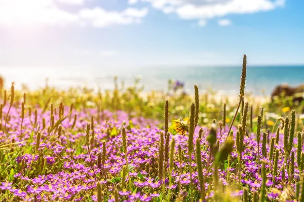 Espantosa paisagem marinha de prados de praias, com um pano de fundo para o Mar Atlântico de Portugal. Falésia, Albufeira. O fundo está desfocado . — Fotografia de Stock