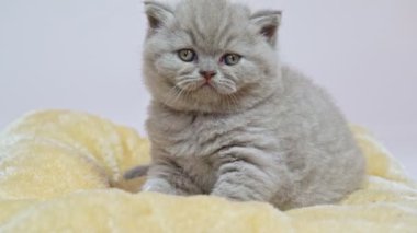 Battaniyeye uzanmış, yatmaya hazırlanan sarkık kulaklı bir İngiliz kedisi. Yakın plan..