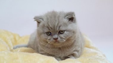 Battaniyeye uzanmış, yatmaya hazırlanan sarkık kulaklı bir İngiliz kedisi. Yakın plan..