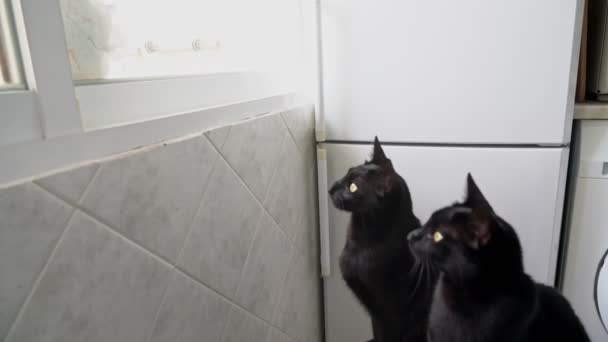 Una mujer lava una ventana, y un par de gatos negros agitan la cabeza al ritmo . — Vídeos de Stock