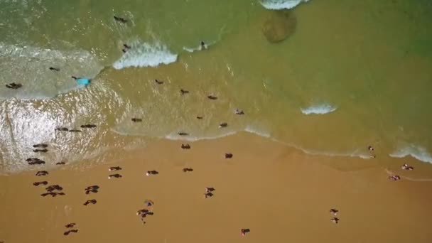 Légi felvétel a tengerpartról, Gale partjairól Portugáliában. A turisták pihennek a homokban és úsznak a tiszta vízben.. — Stock videók