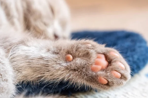 Pequeno gatinho adormecido da raça britânica em um barril em um chinelo . — Fotografia de Stock