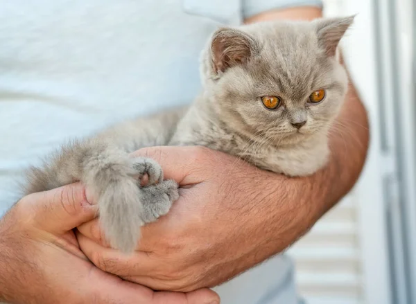 Mały piękny kotek brytyjskiej rasy siedzi na silnych męskich rękach. — Zdjęcie stockowe