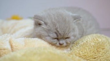 Yastık ve battaniyenin üzerinde uyuyan İngiliz kedisi..