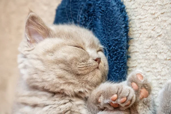 Carino dormire piccolo gattino di razza britannica su una pantofola . — Foto Stock