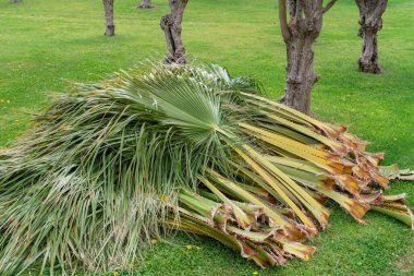 Yeşil çimlerin üzerinde eski kesilmiş palmiye yaprakları.