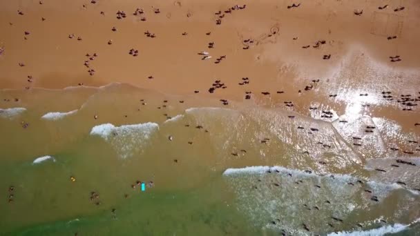 공중에서 찍은 사진, 포르투갈의 게 일 해변. 관광객들 은모래 위에서 쉬면서 맑은 물에서 헤엄을 친다. — 비디오