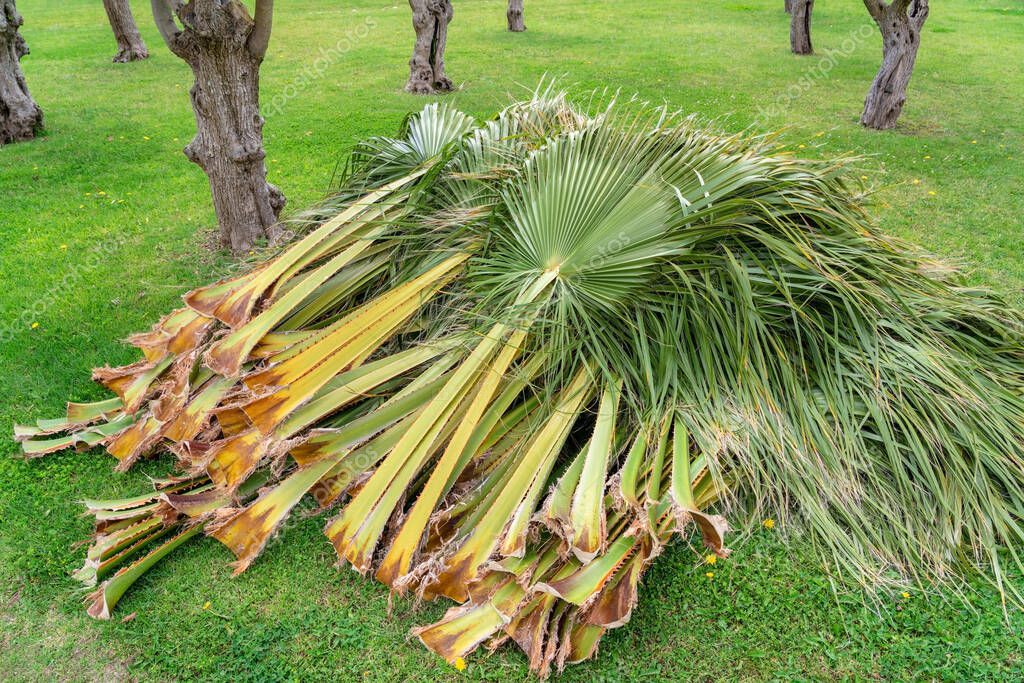 Hojas de ramas de palmera recortadas por un jardinero, limpiando y