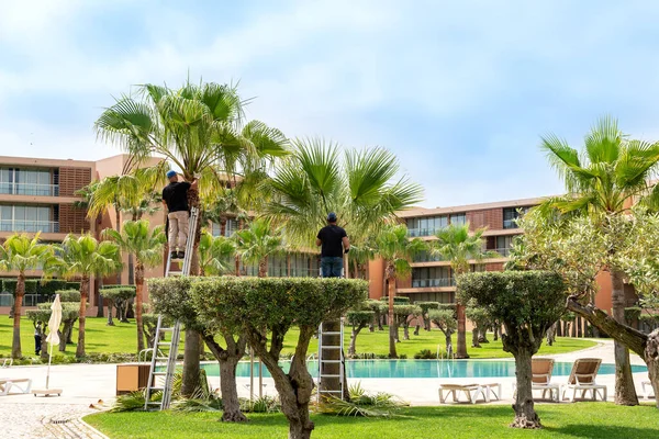 Oteldeki bahçıvanlar, temizlik ve düzeni sağlamak için eski palmiye dallarını kestiler.. — Stok fotoğraf