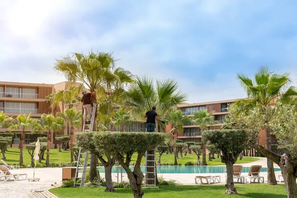 Jardineros, en el hotel, cortando hojas viejas de palma, poner árboles y un jardín en orden . — Foto de Stock