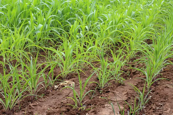 Plantação na Tailândia — Fotografia de Stock