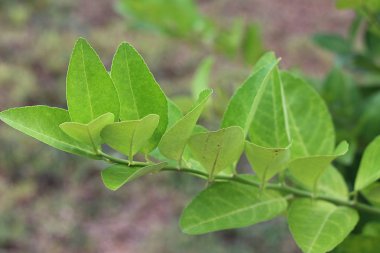 ağacın limon yaprağı