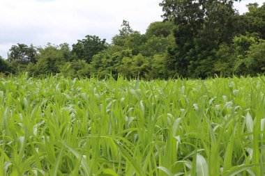 Devlet büyüyen mısır ekimi
