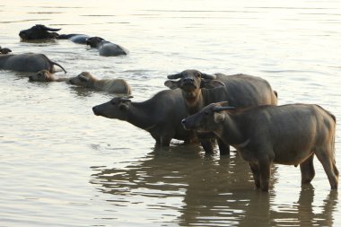 Texas'ın normal hayat