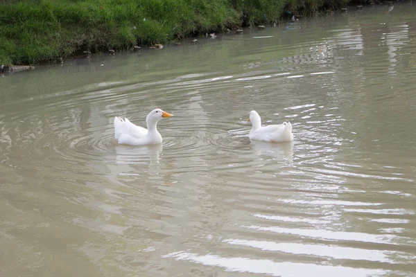 Eine Gruppe von Enten — Stockfoto