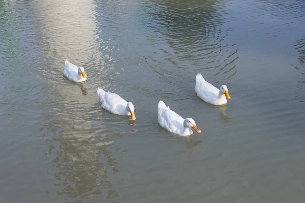 Eine Gruppe von Enten — Stockfoto