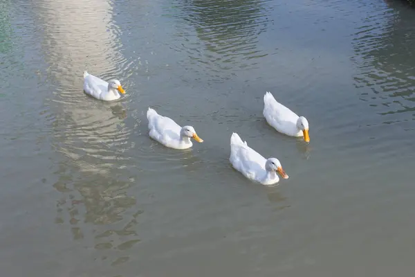 Eine Gruppe von Enten — Stockfoto