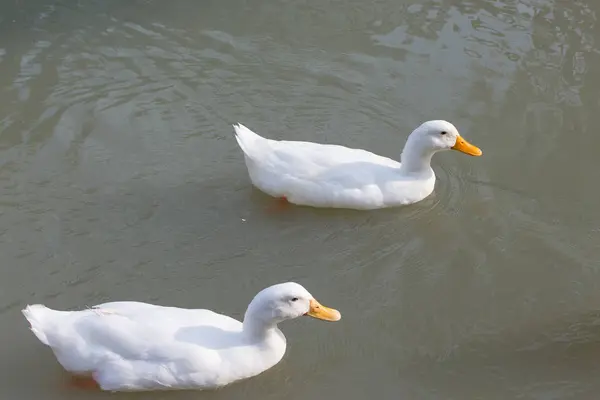 Um grupo de patos — Fotografia de Stock