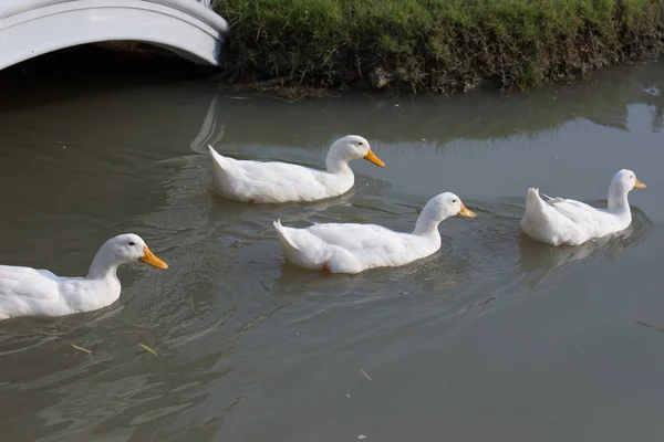 Eine Gruppe von Enten — Stockfoto