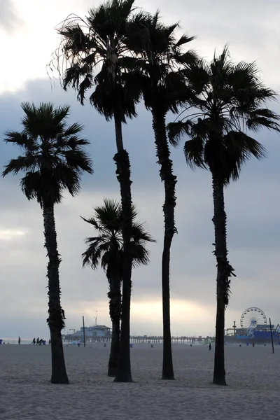 Palm trees at the beach in Santa Monica. — Stock Photo, Image