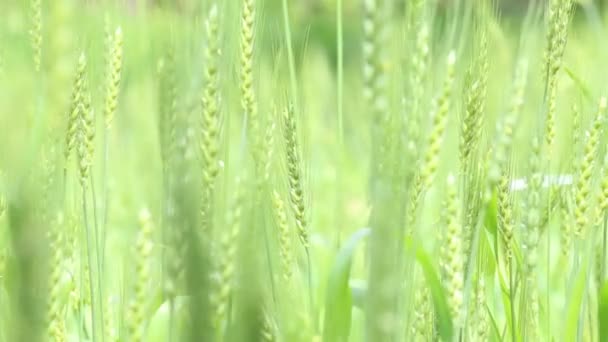 Green wheat agricultura crop field — Stockvideo