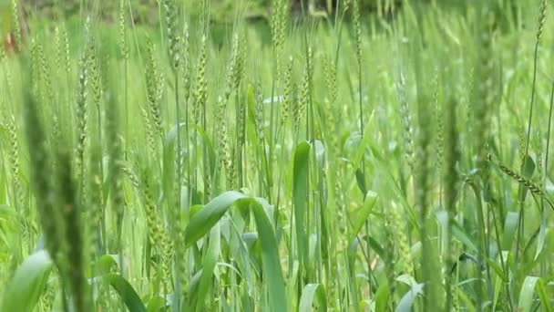 Campo de cultivo de trigo verde — Vídeo de stock