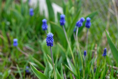 Mavi bahar musaryumu