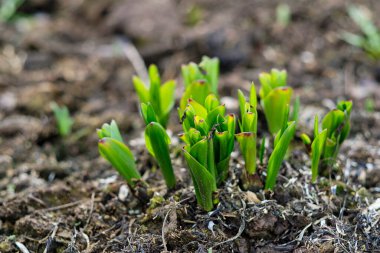 Arkaplanı bulanık olan colchicum çalılığı