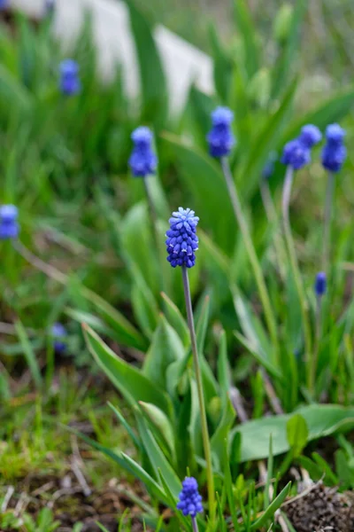 Flor Azul Primavera Muscarium — Foto de Stock