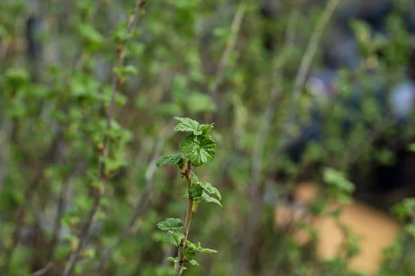 Куст Смородины Фоне Зелени — стоковое фото