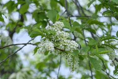 Beyaz çiçek açan kiraz ve elma ağacı